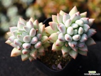 크라운볼 군생 S0540 다육식물