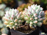 크라운볼 군생 S0540 다육식물