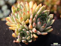 골든베어 군생 S0763 다육식물