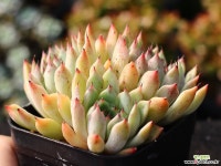 골든베어 군생 S0763 다육식물