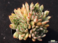 골든베어 군생 S0763 다육식물