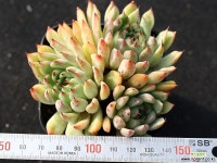 골든베어 군생 S0763 다육식물