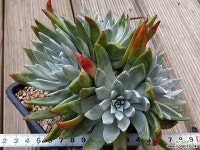 화리노사6두자연 66 두들레야