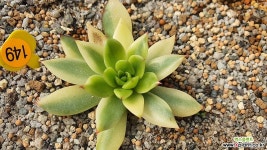 에보니금10301 다육금