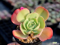 에스메랄다 다육식물