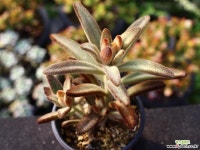 적토이 S0809 다육식물