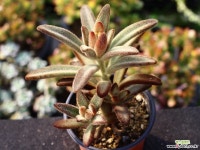 적토이 S0809 다육식물