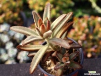 적토이 S0809 다육식물