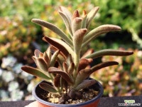 적토이 S0809 다육식물