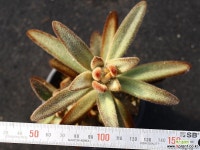 적토이 S0809 다육식물