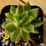 아가보이데스금 다육금