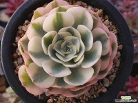 르노어딘금 다육금