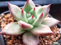샤르망110214 다육식물