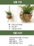 더피고사리 야자 행잉플랜트 초본류