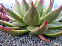 근육질 마리아(자구2  미국수입)-30 다육식물