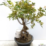 홍싸리 분재 분재