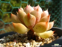 벤바디스1103-2 다육식물