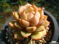 벤바디스1103-2 다육식물