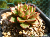 샴록1103 다육식물