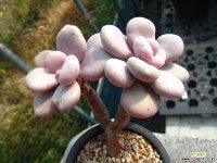 아마조네스1103-2 다육식물