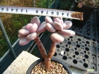 아마조네스1103-2 다육식물