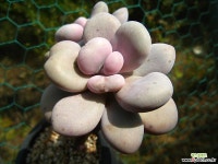 아마조네스1103-2 다육식물