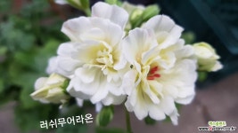러쉬무어라온(조날틱제라늄) 초본류