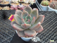 (신상)샤르먼11-622 다육식물