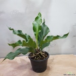 안시리움  플로우마니  수입희귀식뭇ㄴ 초본류