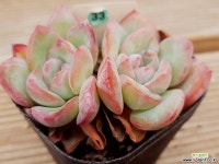 핑쿠핑쿠 아마빌레 다육식물