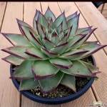 원종에보니슈퍼클론 다육식물