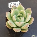 론스타1105-635 천원상품