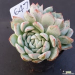 일레인1105-647 천원상품