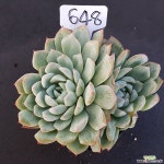 일레인1105-648 천원상품