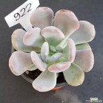 신데렐라1105-922 다육식물