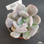 신데렐라1105-923 다육식물