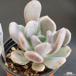 신데렐라1105-923 다육식물
