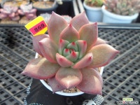 (신상)샤르먼11-869 다육식물