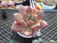 (신상)샤르먼11-869 다육식물