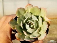 나비닷 11- 다육식물