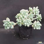 러우1106-43 다육식물