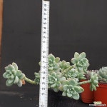 러우1106-43 다육식물