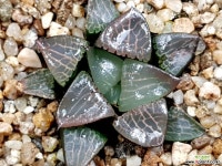 화영 90-36 하월시아