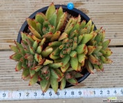 엘크혼 다육식물