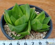 맘모스 다육식물