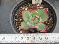 카시오적금 0756 다육식물