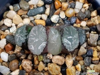 백아(중묘이상) 95- 하월시아