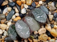 백아(중묘이상) 95- 하월시아