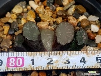 백아(중묘이상) 95- 하월시아