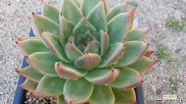 도감마리아11097 다육식물